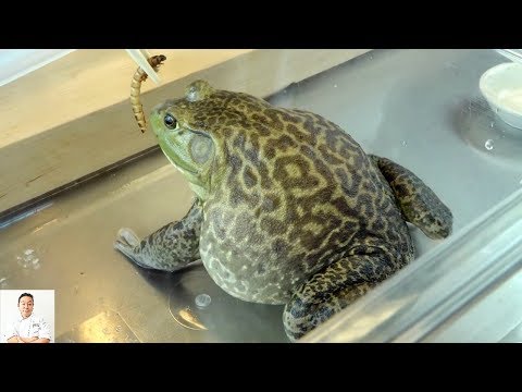 GRAPHIC: Live Frog Recipe Delicious Twice Cooked Frog Recipe (Cantonese Inspired)