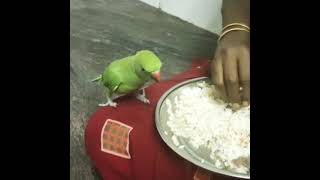 அம்மா 😘 பேசும் கிளி🦜 Parrot Say Amma😁