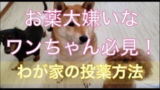 お薬嫌いな柴犬ハルの毎日の投薬！