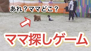 【犬市場】かくれんぼ&待て大会に挑戦したらまさかの結果に…！？？　＃犬市場