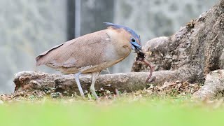 Nikon 180-600mm追焦過程中常發生忽然失焦情形，黑冠麻鷺抓蚯蚓。