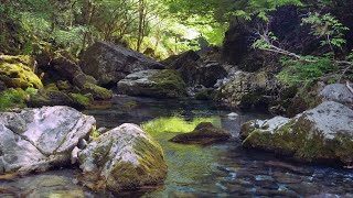 新緑の円原川 せせらぎの音1時間【自然音】Relaxing River Sounds