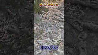 木の根の話　 #和の歩法 #歩く哲学  #日本人の体