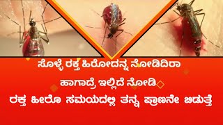 See Mosquito Sucking Blood | ಚರ್ಮದ ಮೇಲೆ ಸೊಳ್ಳೆ ಕಚ್ಚುವುದು ಮತ್ತು ರಕ್ತವನ್ನು ಹೀರುವುದು ಹೇಗೆ ಎಂದು ನೋಡಿ