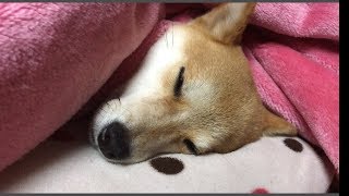 柴犬ハナ 顔をだして寝ている こたつ犬ver1 【かわいい】-- Shiba in Kotatsu