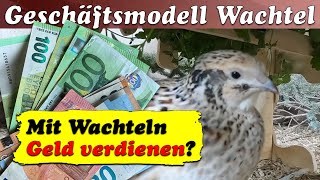 Mit Wachteln Geld verdienen?! Bieten Wachteln ein Geschäftsmodell und wenn ja, welches?