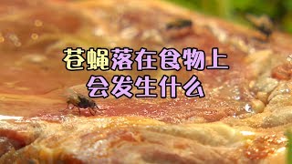 太恶心了吧？苍蝇落在食物上会发生什么？除了吃还有吐？