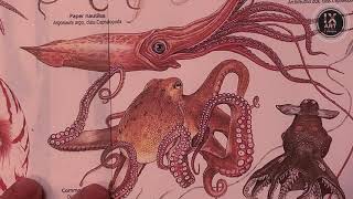 The Daily Creature [Episode 7] - Octopus