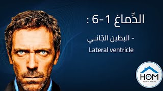 Lateral ventricle-البُطين الجَّانبي