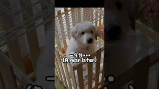 超大型犬のコレがコウなる動画5/One year after Great Pyrenees #グレートピレニーズ #greatpyrenees  #大型犬