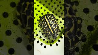 不動如龜（2024年自家繁殖的佛羅里達箱龜苗） #boxturtle