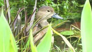 栗树鸭 叫声 Lesser Whistling Duck call and grooming