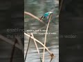 Awesome Kingfisher! The King of Fishing!/#wildlife #informative #n4mtv #short #amazingfacts#suggest