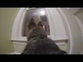 GoPro on a German Shepherd left home alone