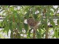 綠繡眼爸媽.餵食幼鳥 小綠 名 十三