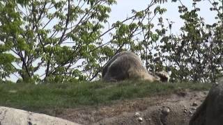 One Saturday afternoon(1) of Olinka the polar bear and her twin cubs at Diergaarde Blijdorp