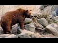 relaxing music with bears for deep focus meditation study dog tv cat tv nature