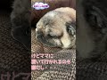 shorts 眠いけどママが気になるパグ　pug is sleepy but mom is curious.