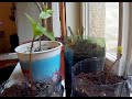 Persimmon time-lapse [1s=1h]