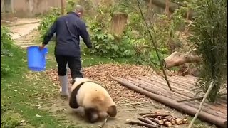 Panda Hehua Running after Grandpa Tan. 花花跑起来真的好Q弹～duang~duang~❤️🌸