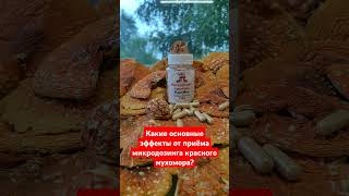 Какие основные эффекты от приёма микродозинга красного мухомора? #мухоморныймикродозинг #ежовик