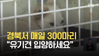 경북서 유기견 하루 300마리 발생…“새주인 찾아 입양” / KBS 2021.05.07.