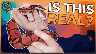 The RED Ball Python may actually be possible!