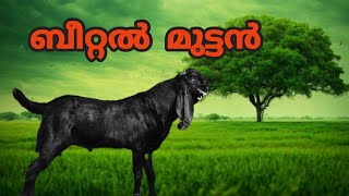 ബീറ്റൽ മുട്ടൻ #goat #sale call 9961680580 (9745447162