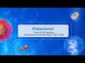 Video of Cell Isolation Experiment for Human Naive CD8+ T Cells