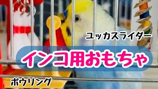 オカメインコとセキセイインコ　　それぞれに好きそうなおもちゃをプレゼントしました