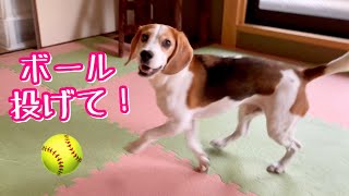 【BEAGLEさつき】雨の日はボール遊びしてテンションを上げた後、いきなりスイッチオフする犬。Satsuki the Beagle  playing with a ball