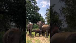 Yala Gemunu | 🐘❤️ නැවත ඇතෙකු වන ගැමුණු කොල්ලා 😍#elephant #wildelephant #tusker #wildlife