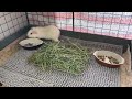 guinea pigs scared by loud fart