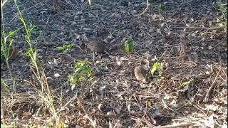 至近距離から見る野生のかわいいうずら(鶉)の群　quail watching from extremely short distance