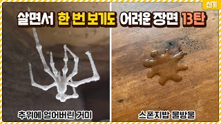 살면서 한 번 보기도 어려운 신기한 장면들 13탄