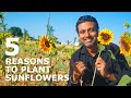 Why You Should ALWAYS Plant Sunflowers in Your Garden