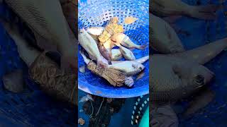 விலை குறைவாக கிடைக்கக்கூடிய மட்ட சிங்கி இறால் # live Sand Lobster 🦞 @ Trawl fishing boat 🚢