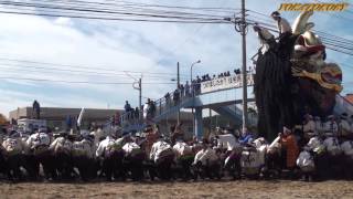 唐津くんち 御旅所神幸（八番曳山 金獅子 本町）