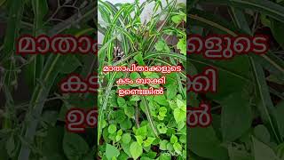 കടം വീടത്തെ മരിച്ചാൽ #islamicvideo