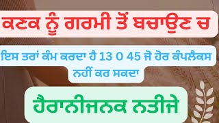 ਕਣਕ ਚ 13 0 45 ਦੇ ਇਸ ਤਰਾਂ ਮਿਲਣਗੇ ਸ਼ਾਨਦਾਰ ਨਤੀਜੇ | Best results of 13 0 45 in wheat