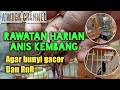 Tips rawatan harian anis kembang agar cepat bunyi gacor dan RNR di rumah!!!