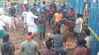 🔴 Live On Anbil Jallikattu