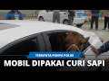 Mobil Pencuri Sapi di Maluku Tengah Ternyata Milik Anggota Polisi