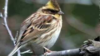 BGVスライド動画 ミヤマホオジロ a yellow-throated bunting (オリジナルBGM バース)