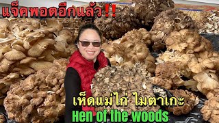 เก็บเห็ดไมตาเกะ เห็ดแม่ไก่ ทำความสะอาด คัดแยกเตรียมล้างแช่แข็ง Maitake mushrooms,hen of the woods