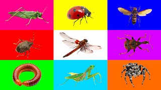 Insect: Grasshopper, Milipede, Weevil, Dragon Fly, Ladybug, Mantis, Stink Bug, Spider, Papper Wasp