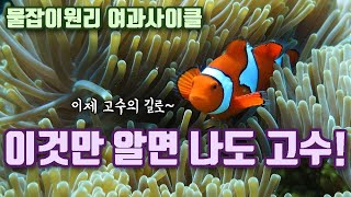 해수어 키우기, 열대어 키우기 기초 물잡이 원리 여과사이클