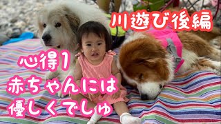 《川遊びで まさかの豪雨》 グレートピレニーズ ピレバニ greatpyrenees