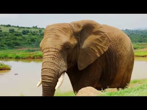 Niko N Friends – Welcome To The Wild – Elephants for kids