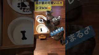 猫ってなんでこんなに可愛いのだろう🥰